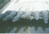 Residents of Gatorland,Orlando
